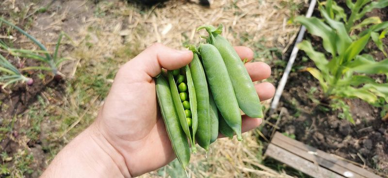 Early Planting Avoids Spring Heat Stress