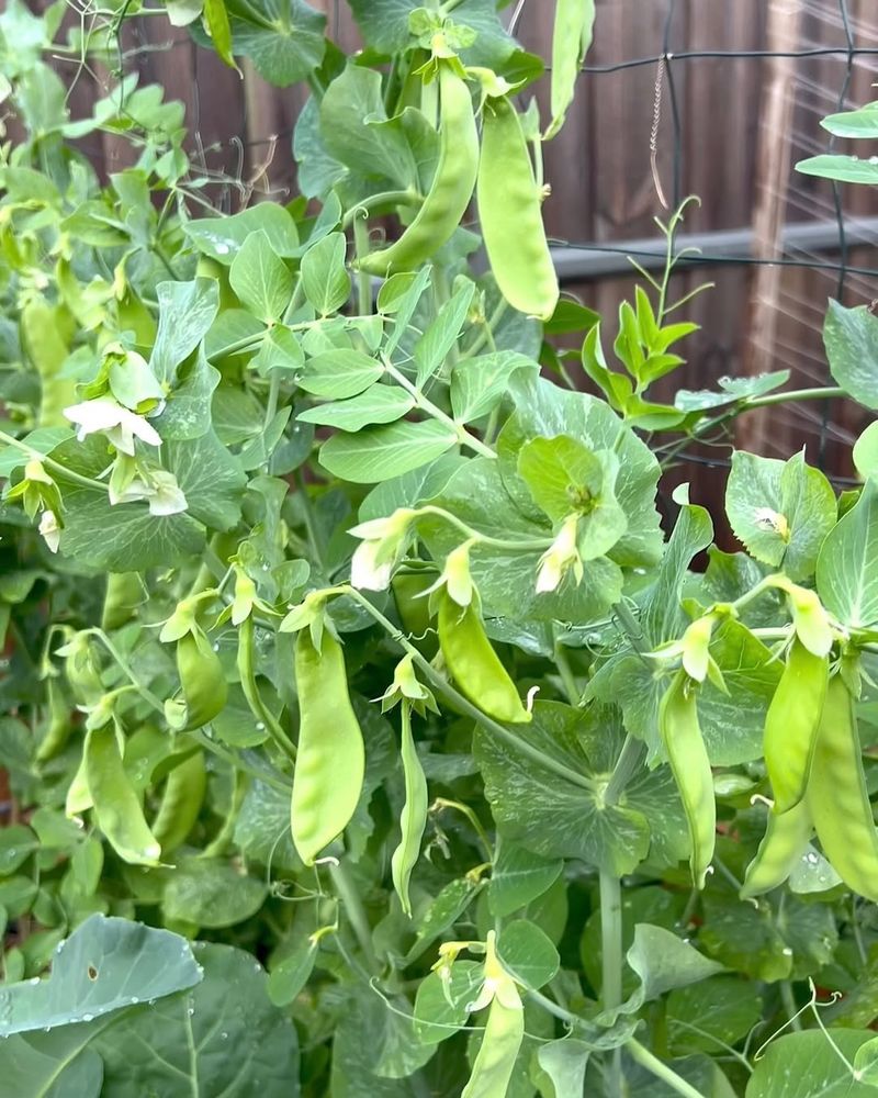 Early Timing Keeps Pea Plants Productive Longer