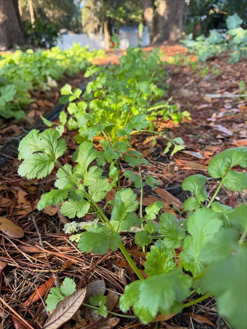 Cilantro (Coriandrum sativum)