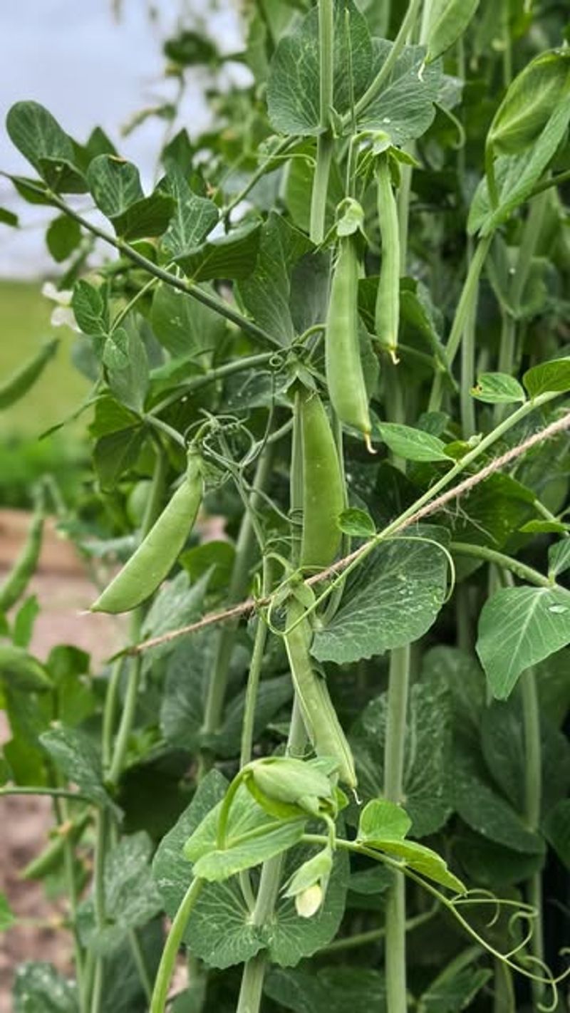 Efficient Use Of Garden Space