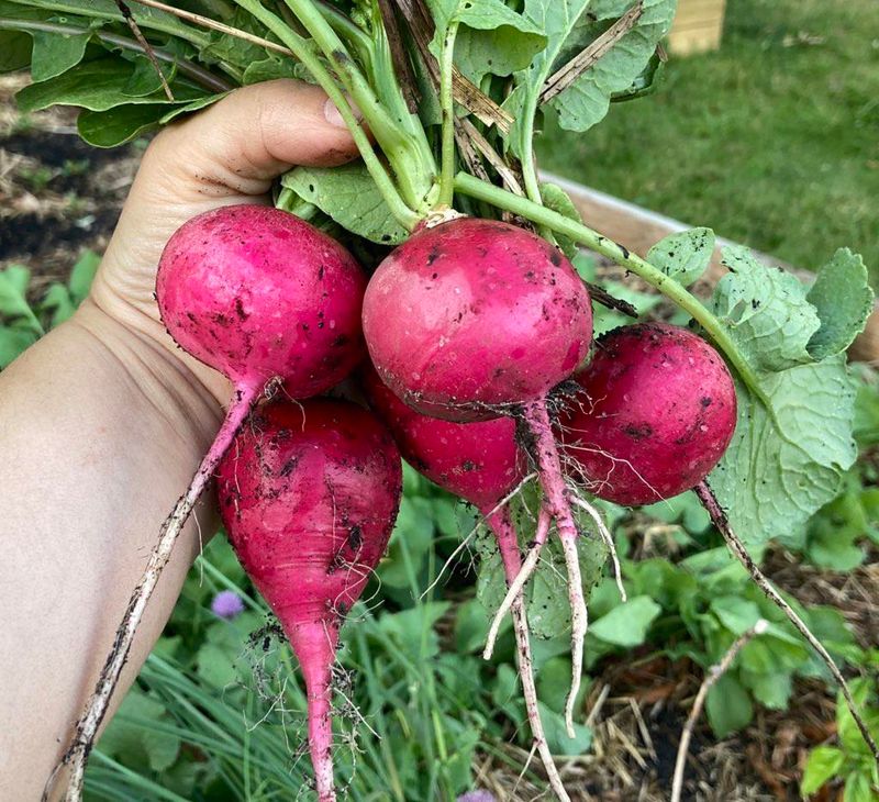 Radishes For Quick Early Harvest