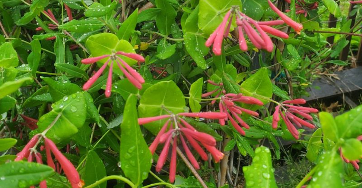 red honeysuckle