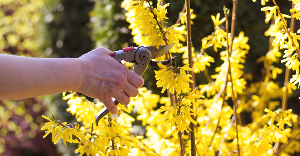 Pruning Forsythia (featured image)