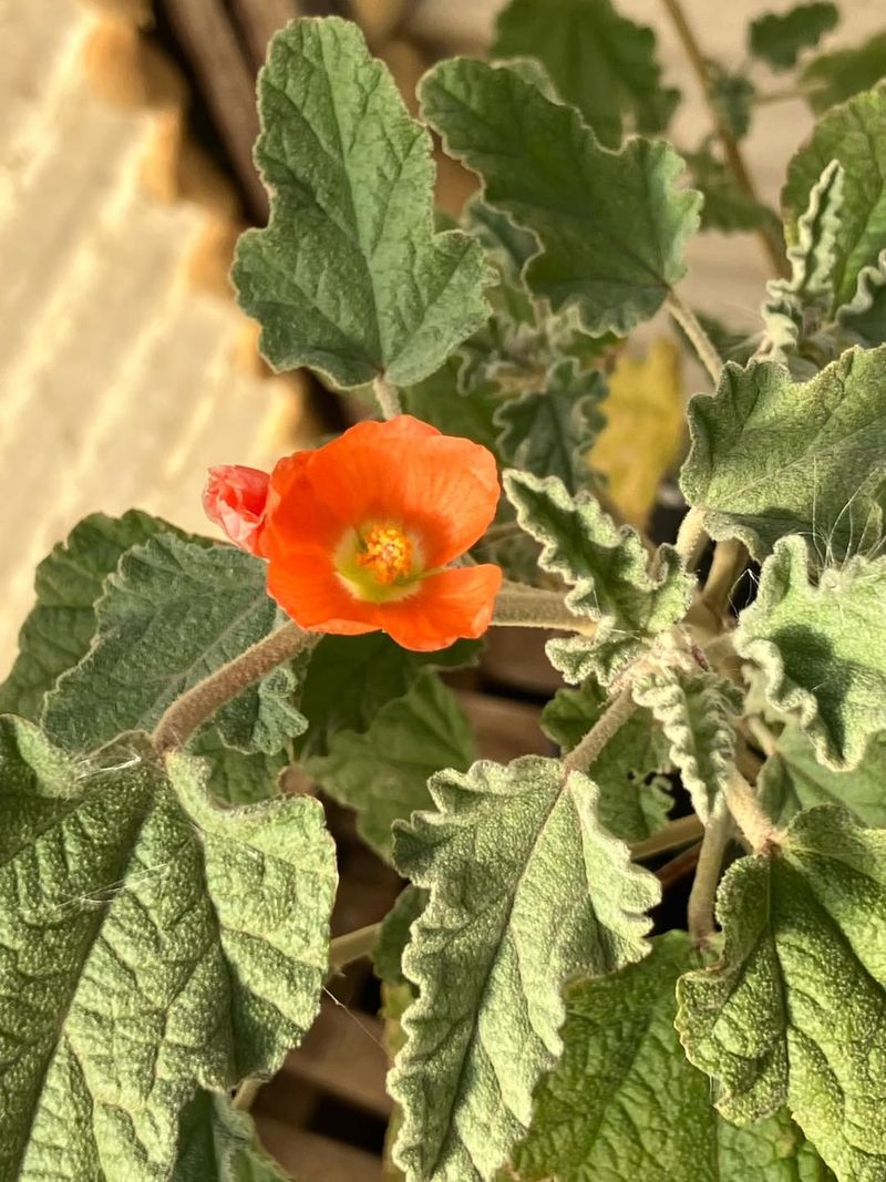 Globe Mallow