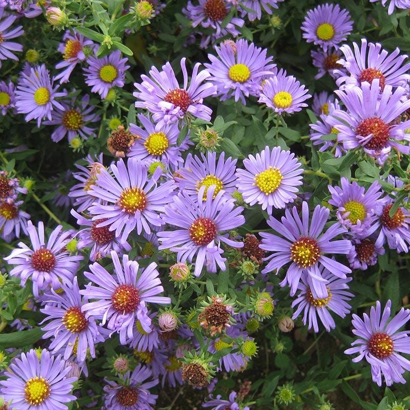 Aster Oblongifolius (Aromatic Aster)