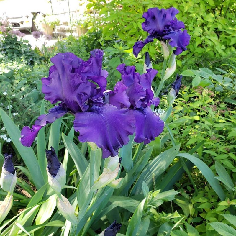 Bearded Iris