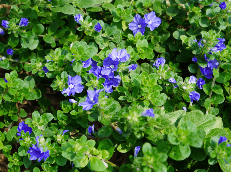 Blue Daze For Low-Growing Color Pops