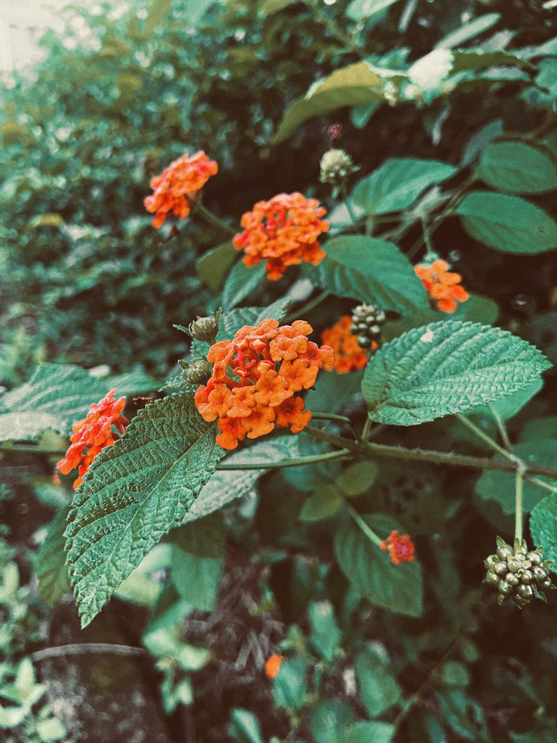 Lantana Thrives In Heat With Minimal Water