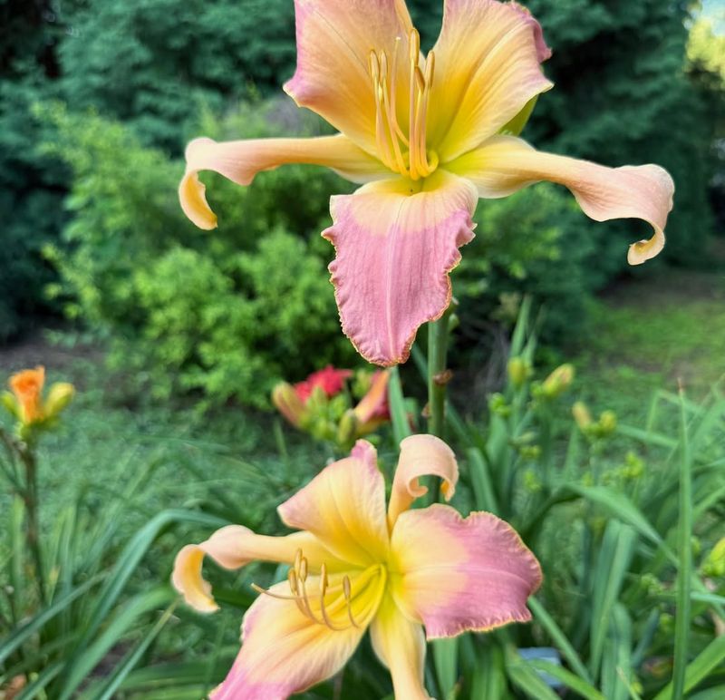 Daylilies
