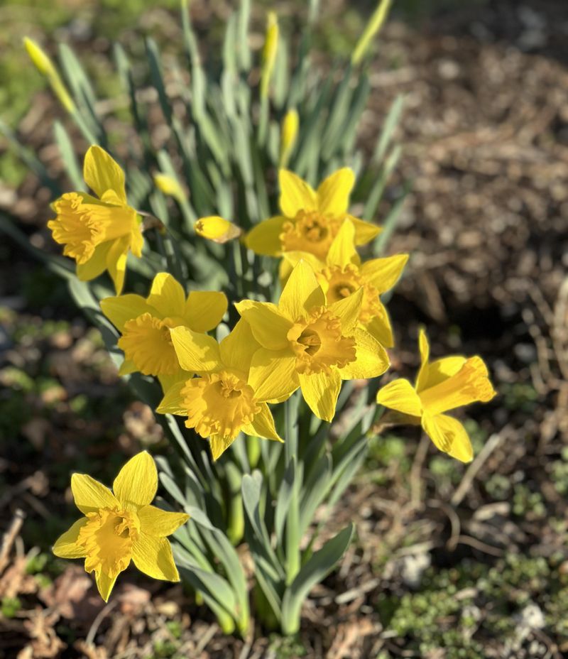 Daffodils Signal Fresh Starts And Positive Energy
