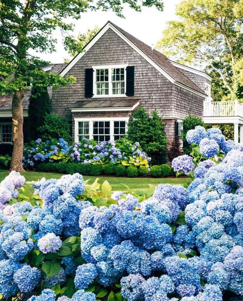 Hydrangeas For Cottage-Style New England Charm