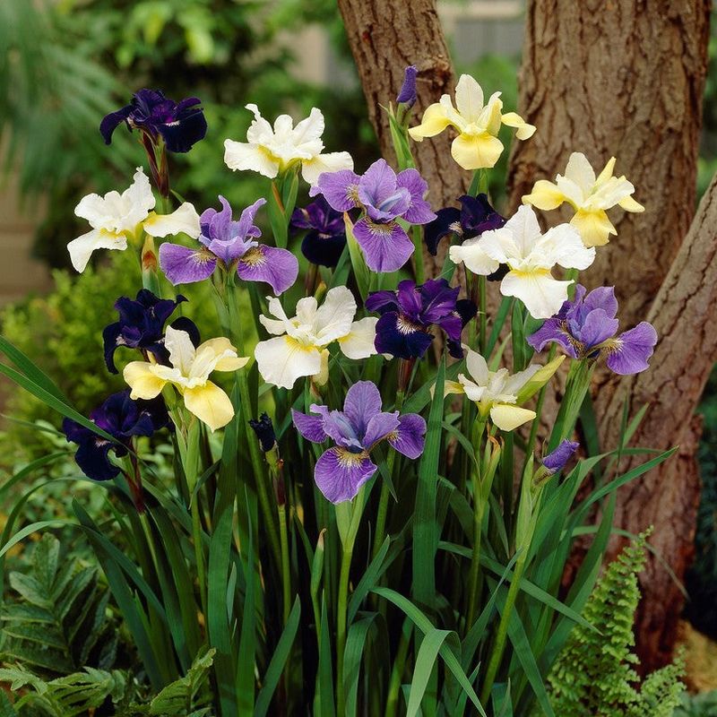 Siberian Iris For Cold, Wet, And Snowy Conditions