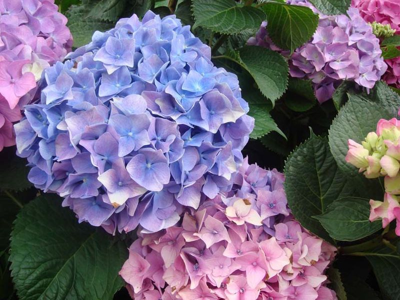Hydrangeas