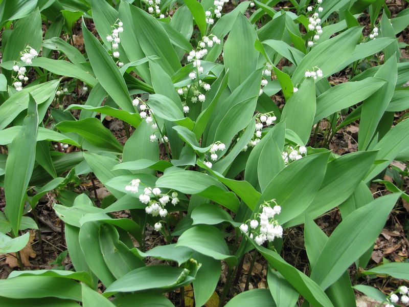 Lily Of The Valley