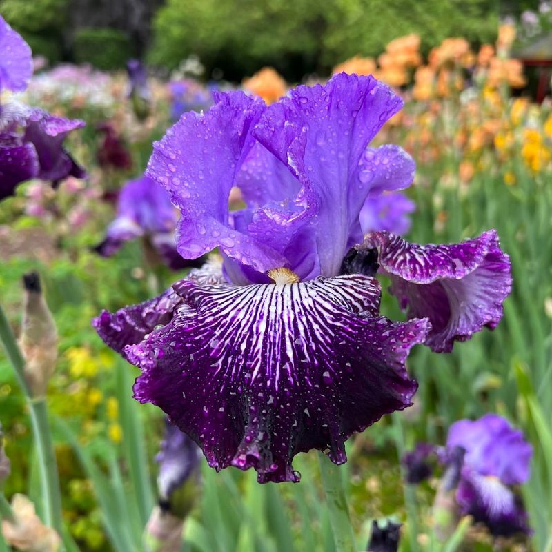 Iris