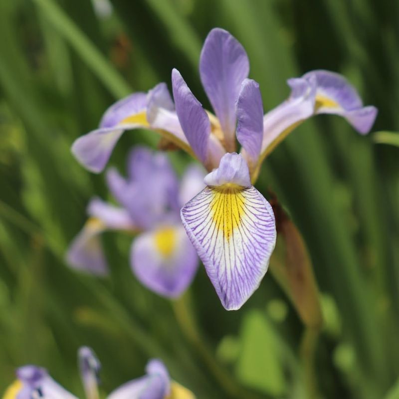 Iris