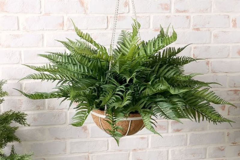 Boston Fern