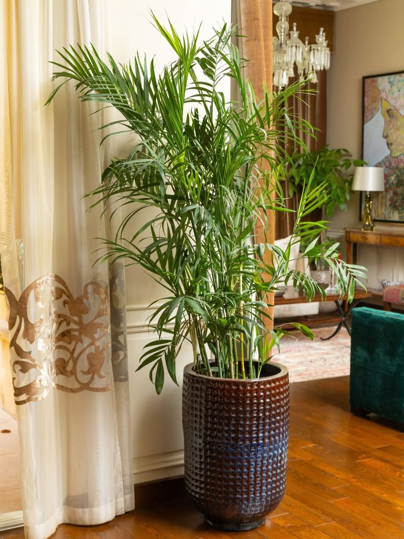 Bamboo Palm For Pet-Safe Indoor Jungle Vibes