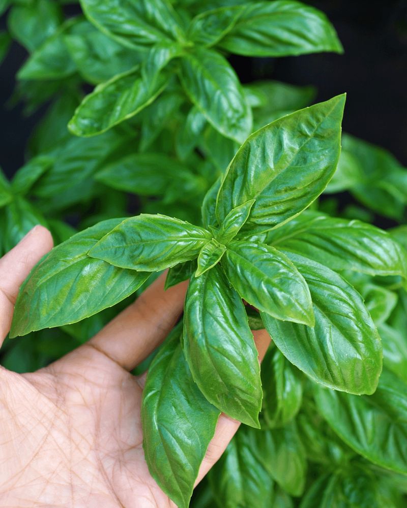 Basil