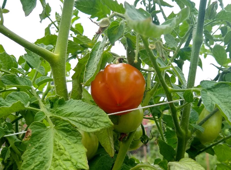 Tomatoes (Transplants Only)