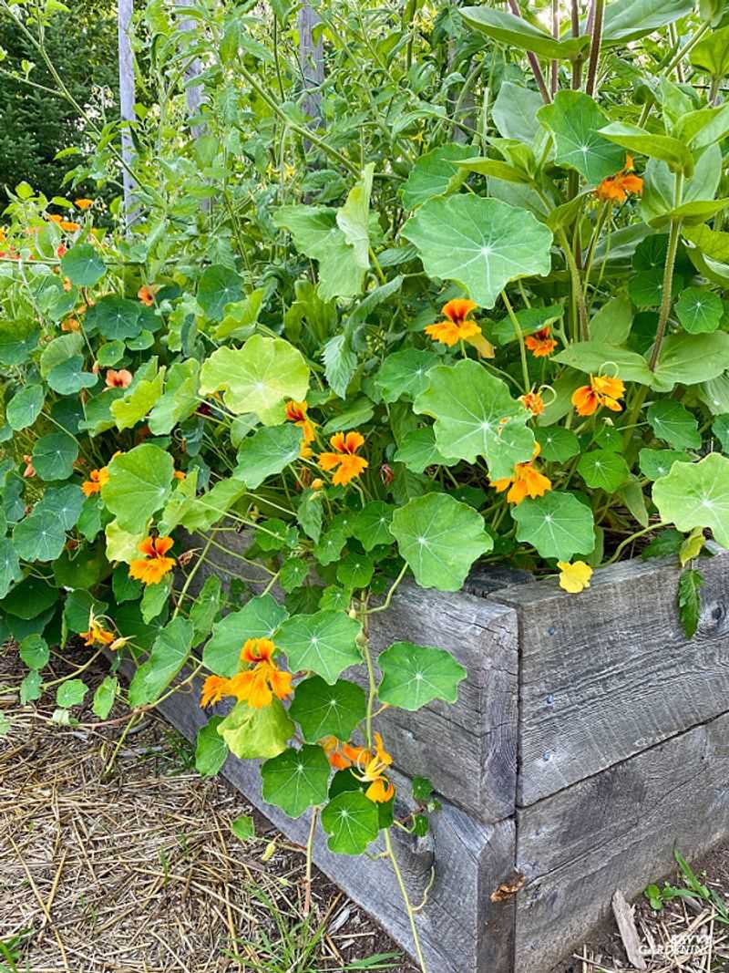 Cucumbers And Nasturtiums