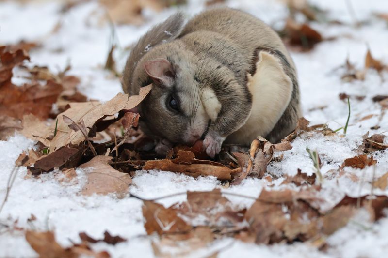 Carolina Northern Flying Squirrels