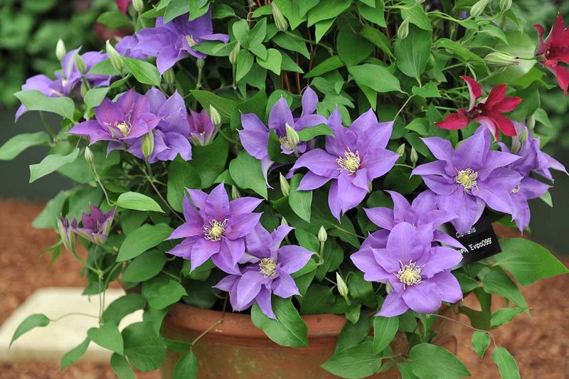 Summer-Flowering Clematis