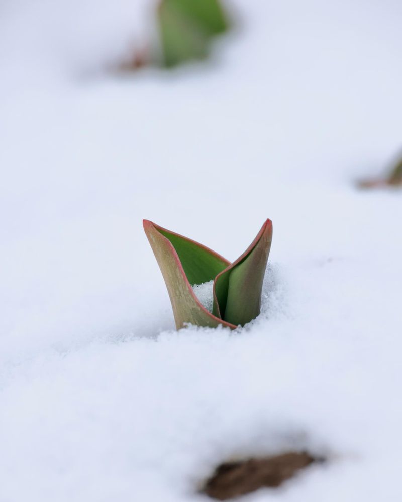 Spring-Blooming Bulbs Including Tulips And Daffodils