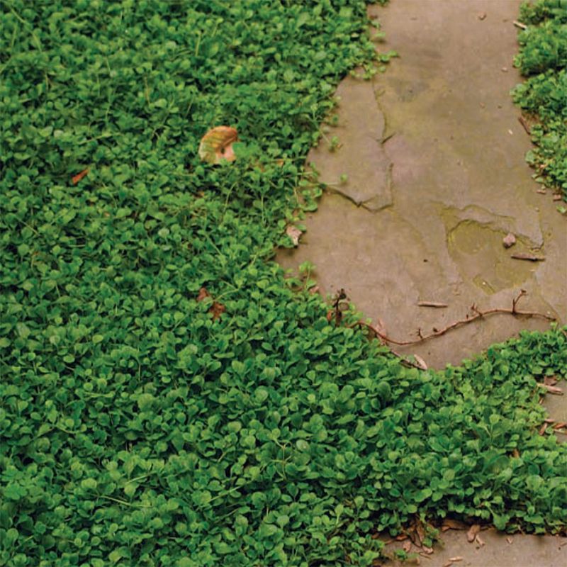 Ground Covers Replace High-Maintenance Lawns