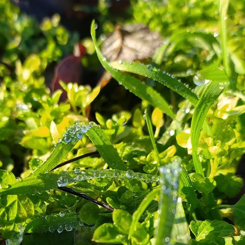 Morning Dew Appears Regularly