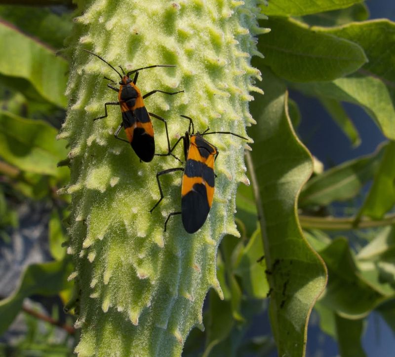Beneficial Insects Return In Higher Numbers