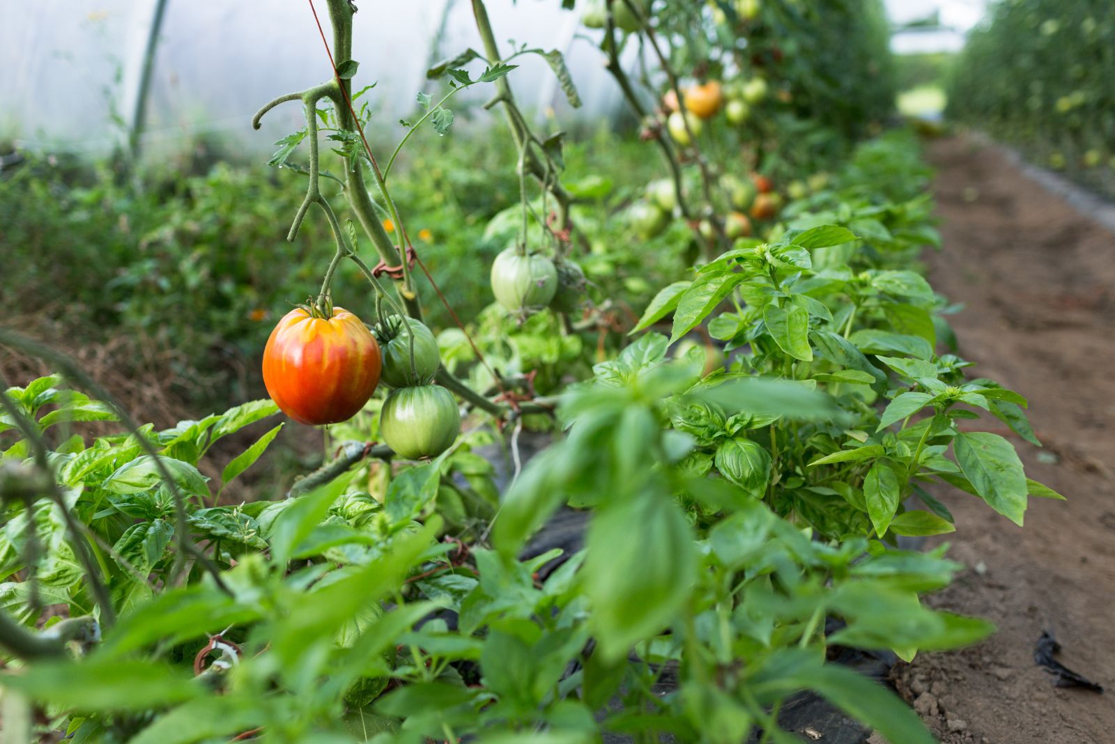 tomatoes and basil