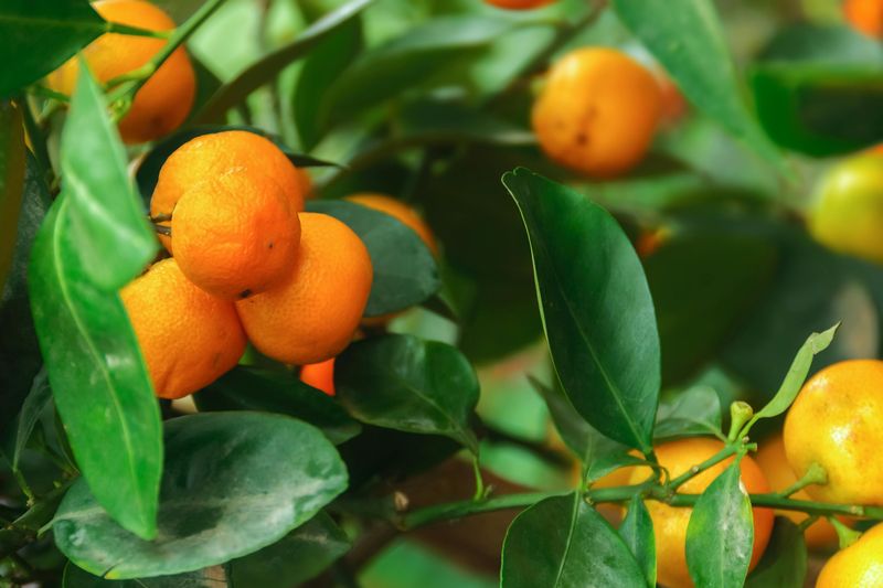 Calamondin Orange