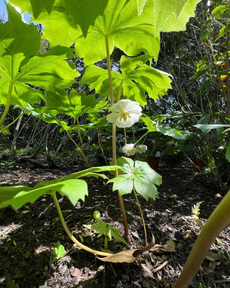 Mayapple