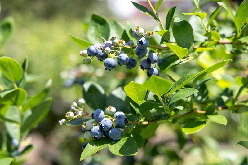 Blueberry Bushes