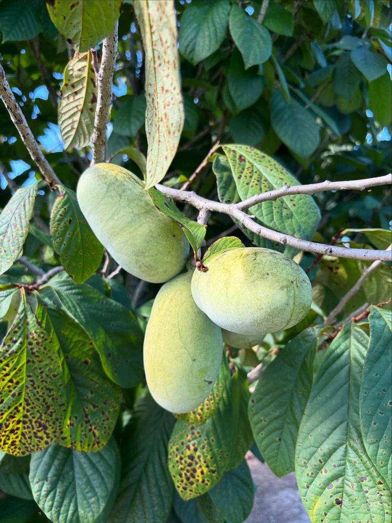 Pawpaws