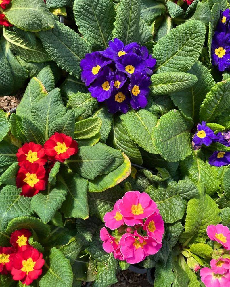 Native Plant Subscription Box