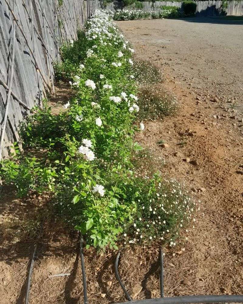 Protecting Blooms from Intense Sunlight
