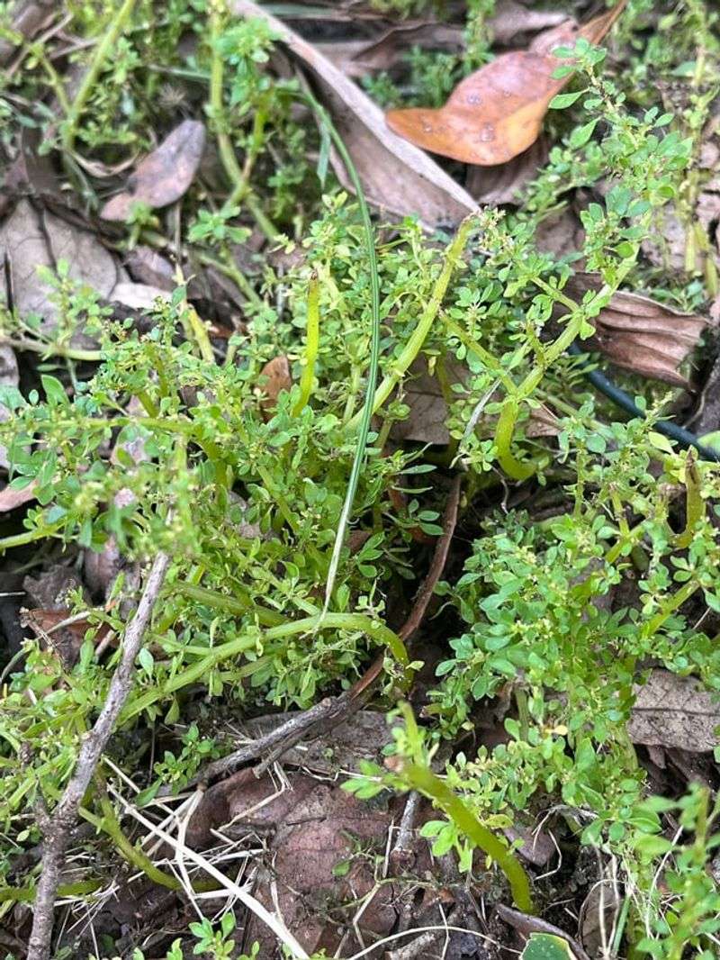 Roots Can Start Growing Too Close To The Surface