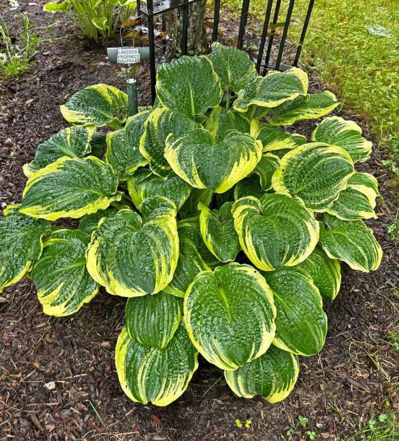 Hosta