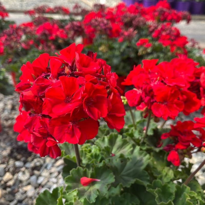 Geraniums (Pelargoniums)