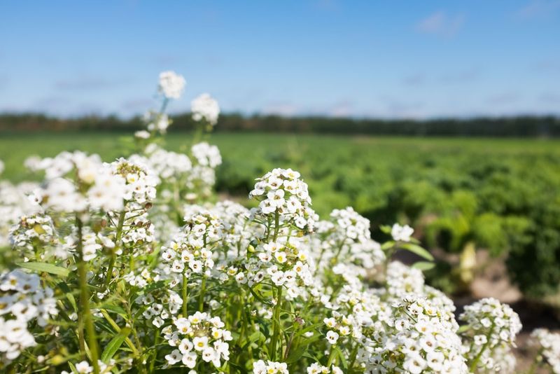 Alyssum