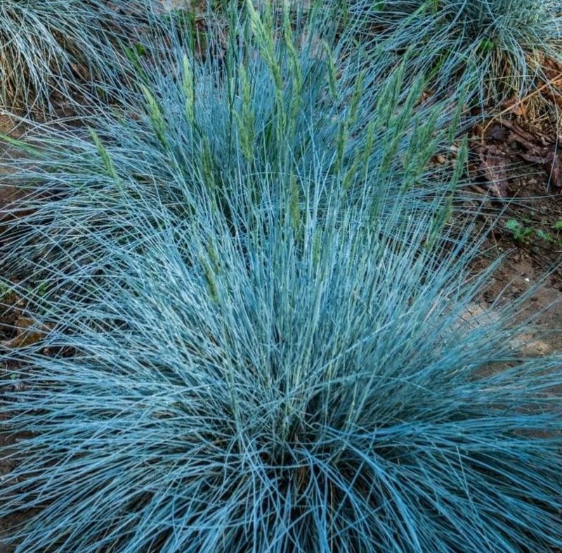 Blue Fescue