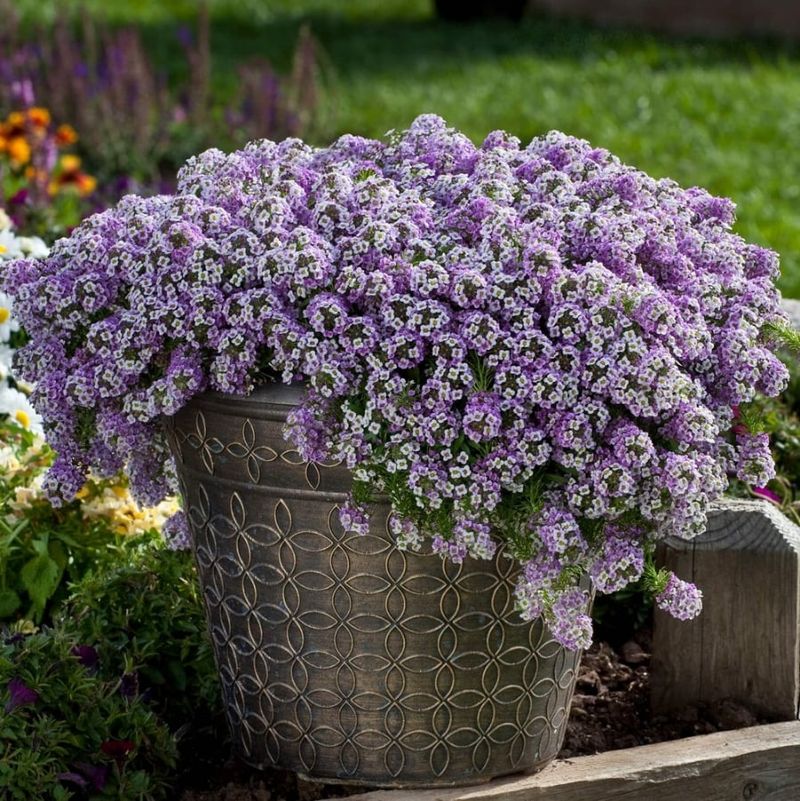 Alyssum