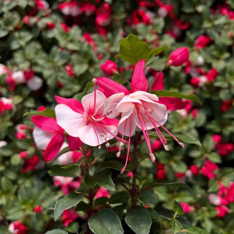 Fuchsia (Fuchsia magellanica)