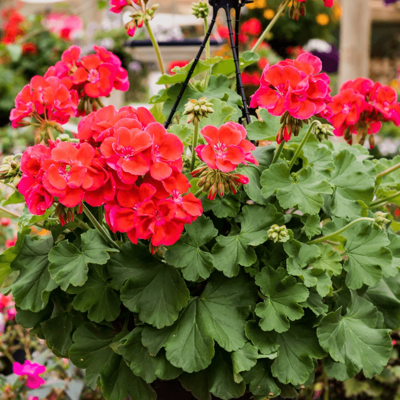 Geraniums
