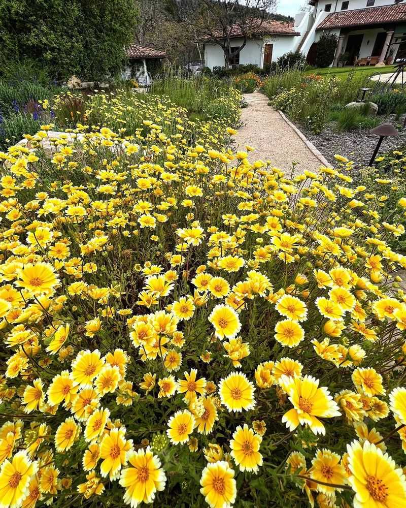 Tidy Tips (Layia Platyglossa)