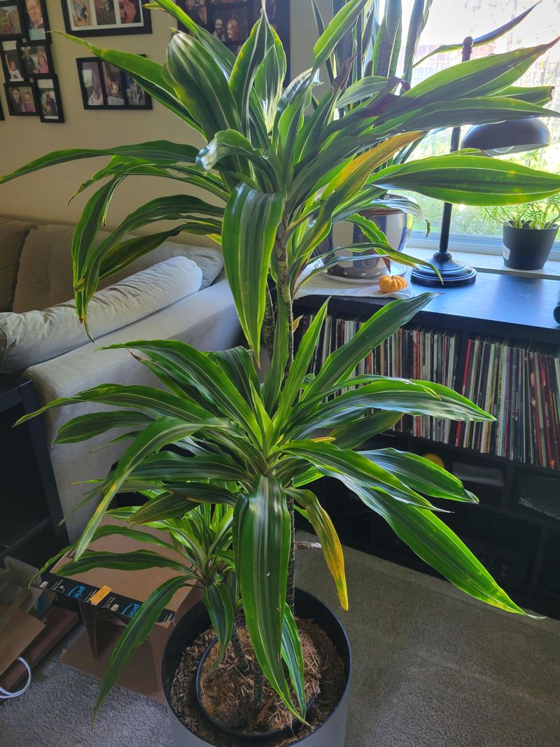 Dracaena