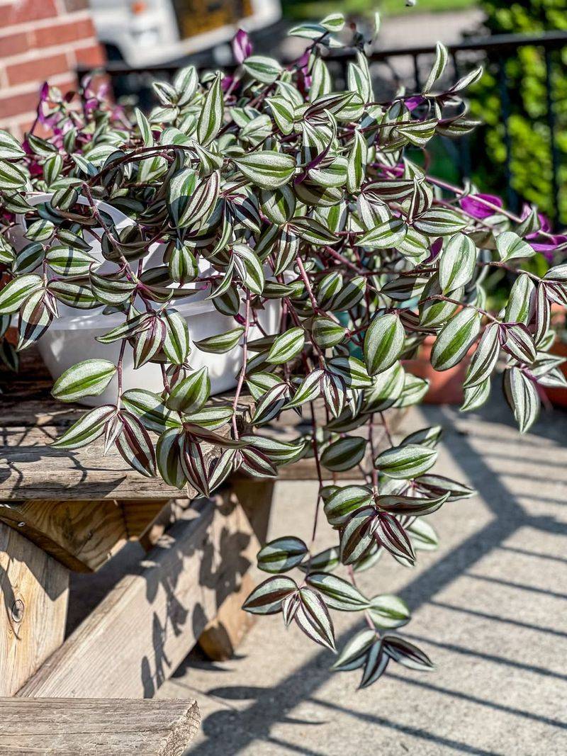 Tradescantia (Wandering Jew)