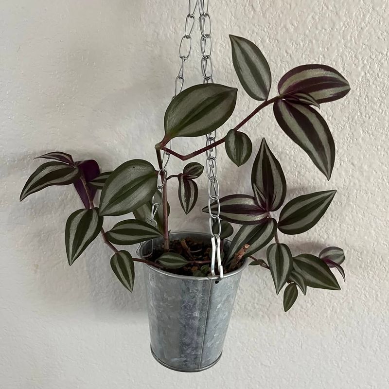 Tradescantia
